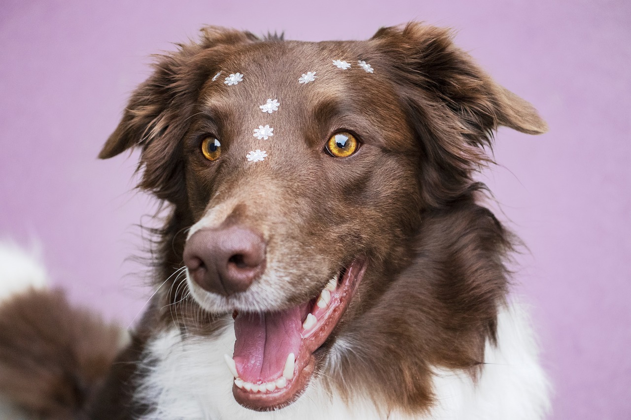 Tips for Grooming Dogs with Unique Fur Patterns